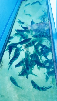 Fish swimming beneath the boat